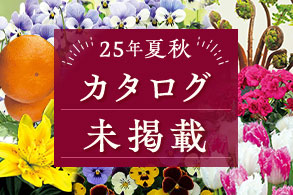 カタログ未掲載