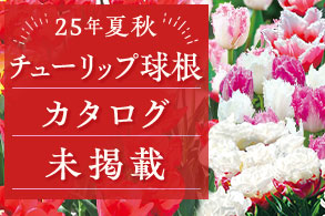 【チューリップ】