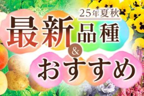 最新＆おすすめ