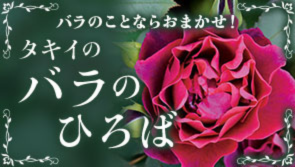 バラのひろば