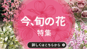 旬の花