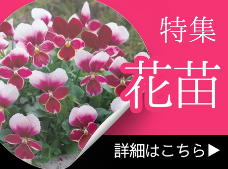 花苗