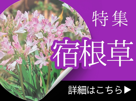 宿根