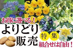 よりどり販売