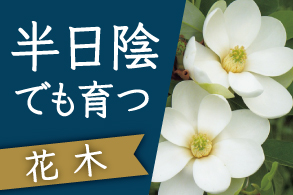 半日陰