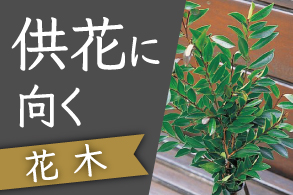 供花に向く