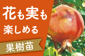実も花も楽しむ