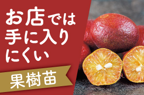 お店では手に入りにくい珍しい果樹
