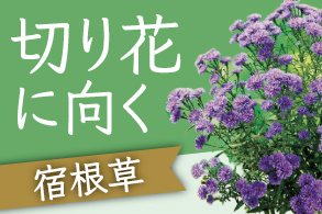 切り花に向く宿根草