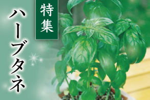 ハーブのタネ特集