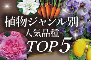 人気TOP5