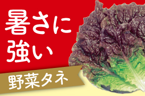暑さに強い野菜