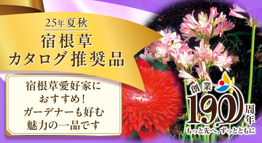 宿根１