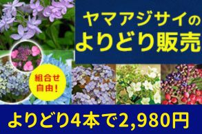 ヤマアジサイよりどり