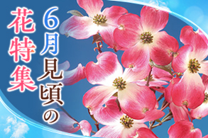 旬の花