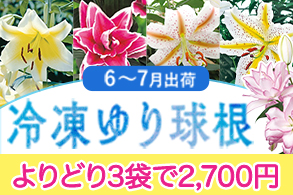 冷凍ゆりよりどり販売