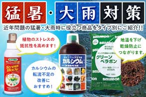 猛暑・大雨対策