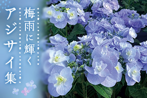 あじさい
