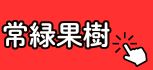 常緑果樹