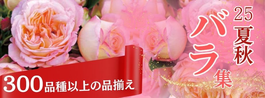 咲き方別【バラ】