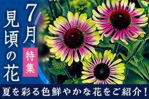 旬の花