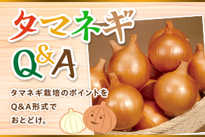 玉ねぎQA