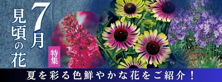 今、旬の花特集