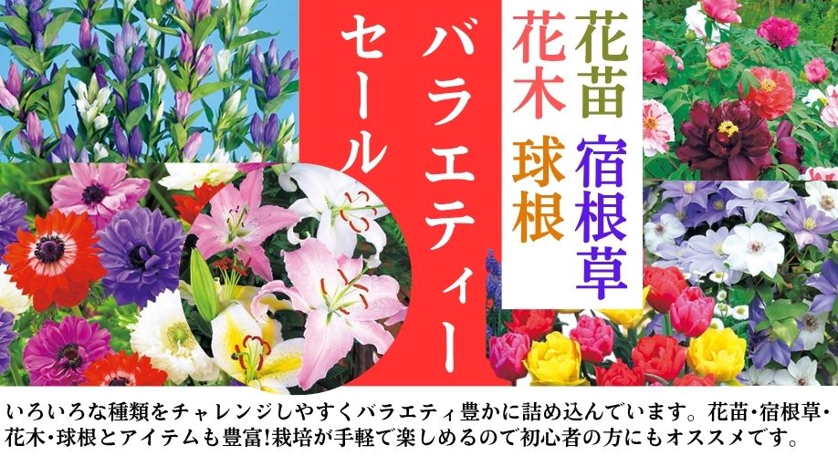 バラエティセール