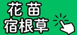 花苗