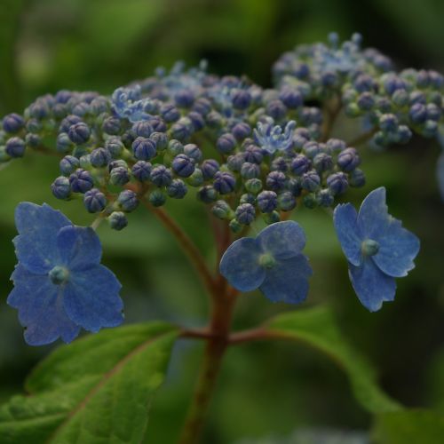 山陰の花