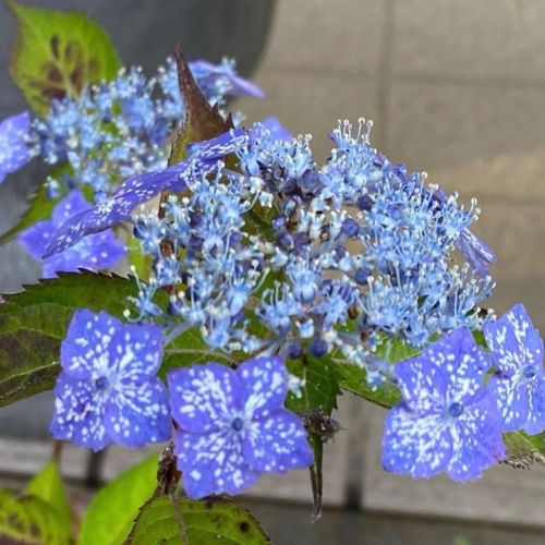 星の雫