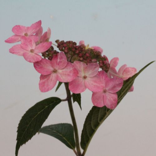 姫草慕情