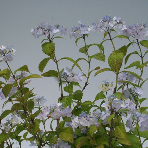 伊予の花火