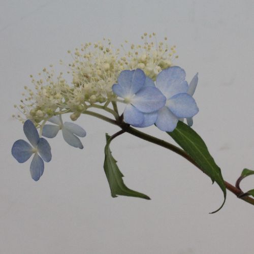 嶺の華