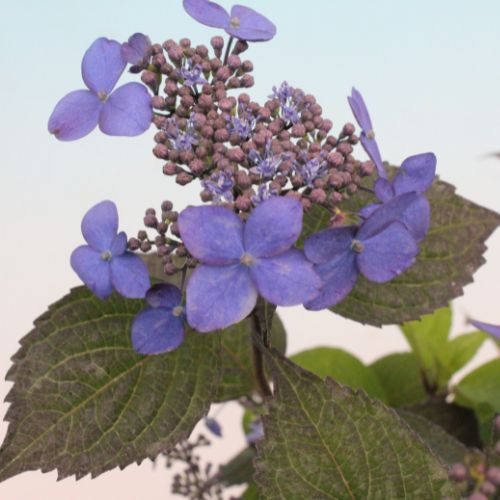 濃紫