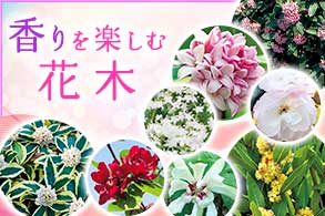 香りの