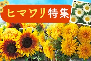 ひまわり