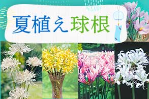 夏植え球根