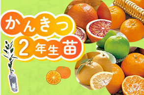 かんきつ2年生