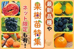 ガイド未掲載