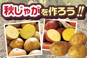 秋じゃがいも特集