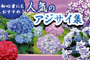あじさい集