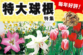 特大球