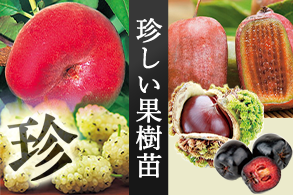 お店では手に入りにくい