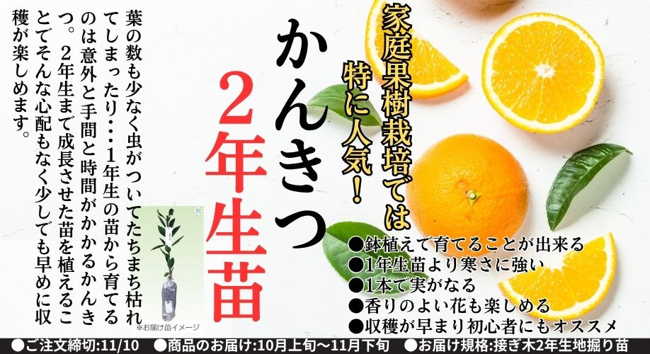かんきつ２年生