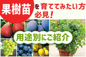 用途別果樹
