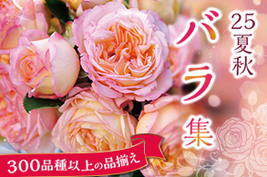 バラ集