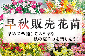 早秋販売花苗