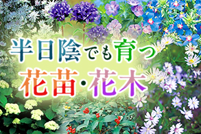 半日陰