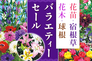 バラエティ